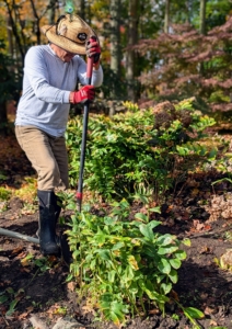 To remove it, Cesar uses a spade and carefully inserts it around the edge of the plant root balls to loosen them.