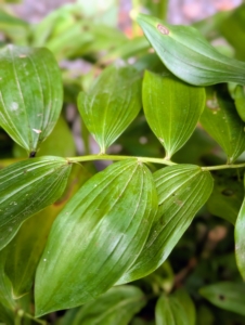 Solomon's Seal is a perennial known for its slender arching stems and small, white, bell shaped flowers that bloom in spring. I grow a lot of Solomon's Seal here at the farm.
