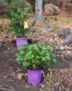 Once all the Solomon's Seal is removed, the area is raked and new plants are placed strategically around the bed. Always consider mature plant size when placing and make sure there is enough room for them to grow.