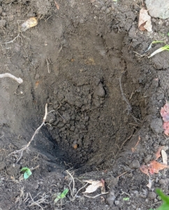 The rule of thumb in gardening is to make a hole two to three times wider than the original pot and slightly deeper.