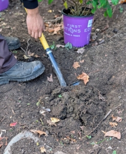 Using a narrow shovel, Matthew starts digging all the holes.