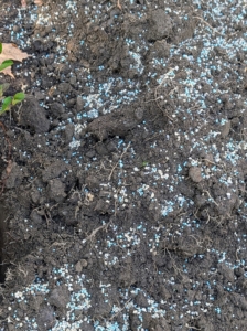 A good all-purpose fertilizer is sprinkled in the hole and on the surrounding soil.