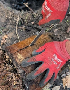 Cesar uses a knife to make beneficial cuts around the root ball to stimulate growth. This is called scarifying.