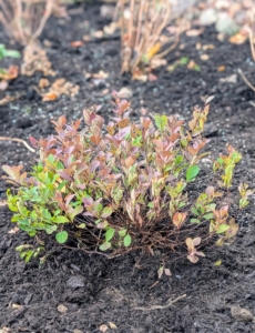Pink Sparkler™ Birchleaf Spirea is a lovely, rounded shrub that blooms in early summer with large pink flowers.