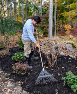 And using a soft garden rake, he rakes everything thoroughly around all the plants, making sure they are all planted properly.