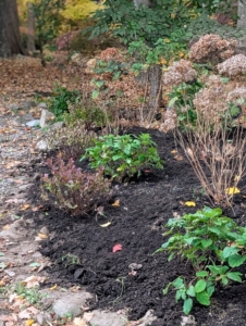 These plants should thrive here and flower next spring.