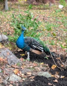 It doesn't take long before my handsome peacocks find the new bed. I think this "blue boy" approves.