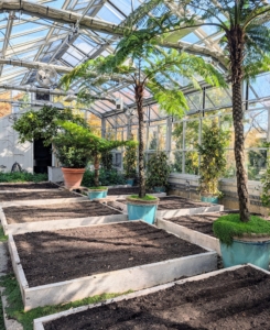 I am fortunate to have an indoor greenhouse, where I can grow fresh vegetables during winter. The 16 beds have been cleaned, fed, and prepared for the next crops to be planted. I also use this greenhouse to store some of the tropical plants that cannot fit in the hoop houses because they are so tall.