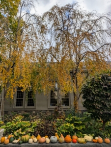 And of course, there's always time for some autumn decorating. These are the season's harvested pumpkins from my garden - all displayed nicely along the wall in front of my Winter House. This fall has been very productive. I hope you’re getting all your fall chores done too.