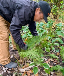 It takes a lot of time to cut down and remove all the old, dead plants, and root systems. When cutting back perennials this time of year, they should be trimmed to a height of one to two inches above the ground, close to the base of the plant. These deciduous ferns are being cut down to the crown.
