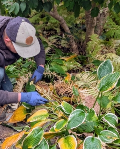 Alex is nearby cutting back the dead, brown or yellow foliage from the hosta plants.