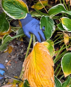 Removing these yellow leaves prevents disease and maintains a tidy and clean appearance. Cutting them back also signals the plant to focus energy for the dormant period.