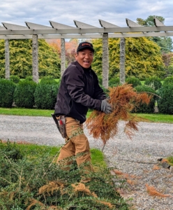 Here's Phurba picking up some of the fallen feathery brown foliage from the bald cypress trees. Oftentimes, I also like to bag the foliage and use it as mulch – I always try to reuse and repurpose whenever possible.