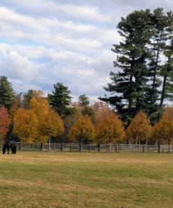 This is an allée of lindens. As the weather grows colder and sunlight decreases, the trees seal the spots where the leaves are attached – this process is what causes them to change color and fall to the ground. Rather than expend energy to protect these fragile organs, trees shed leaves to conserve resources for the next year.