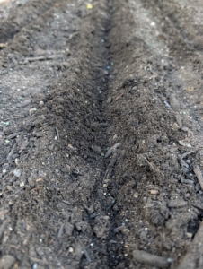 Here is a closer look at one of the furrows. All these beds are raised. Raised bed gardening allows good drainage, prevents soil compaction, and provides protection for those plants that may otherwise get trampled.