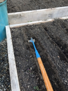 Some vegetables, such as kale, need to be planted a little deeper. Ryan uses a hoe to go over a few of the planting rows to deepen them another inch or two.