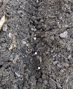 He drops two or three seeds equally spaced. Once the seeds germinate, the weaker, less robust seedlings will be removed in a process called thinning. Thinning allows the best and strongest plants to grow, and gives them more resources like sunlight, nutrients, and water.