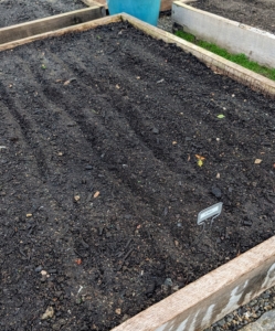 Notice, some rows are left unplanted. Ryan will drop seeds again in a couple of weeks as part of succession planting or staggered planting which allows for continuous harvesting throughout the growing season.