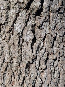 The bark of a black walnut tree is dark gray to black with deep furrows and a distinctive diamond-shaped pattern. The tree is also prized for its durable dark wood, often used for furniture and veneer.