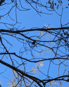 Look closely, high up one can still see one of the black walnut fruits.