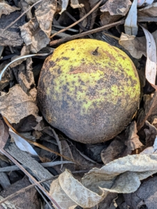 Black walnuts have a yellow-green husk that turns dark brown as it ages.