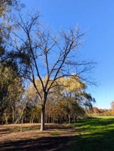 Here is one of my black walnut trees, located near my pond and grove of weeping willows. In its natural setting, the black walnut tree can reach an average height of about 50 to 75 feet or taller. It favors areas between rivers, creeks, and denser woods and does best under full sun. The black walnut is known as an allelopathic tree – its roots, which may extend 50 feet or more from the trunk, exude a natural herbicide known as juglone which inhibits the growth of nearby plants. If you plant one, give it a lot of room.