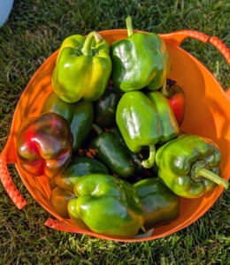 It may be late October, but there’s still a lot of wonderful garden produce to pick. I always keep close track of the weather so we can be sure to harvest all those vegetables that wouldn’t survive a hard frost. Here are some of my sweet bell peppers - I love to serve them stuffed. And remember, while all bell peppers do begin their growth cycle as green, some varieties are bred to mature in colors like yellow, orange, or red.