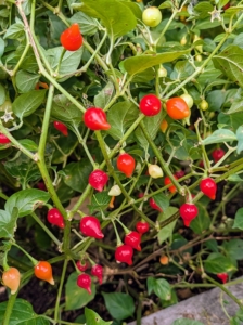 These are birds beak peppers – they need a little more time. Birds beak peppers, also known as Pimenta Biquinho, are small, round peppers with a tapered tip that resembles a bird’s beak. They originated in Brazil and are known for their tangy, fruity flavor and mild heat level. Birds beak peppers can be eaten raw or used as a garnish – I like to pickle them.