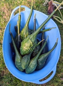 Dinosaur gourds have lustrous green skin with distinct ridges, giving them a reptilian look. They can grow to be quite large, typically measuring between 18 to 24 inches in length and weighing around 3.5 pounds.