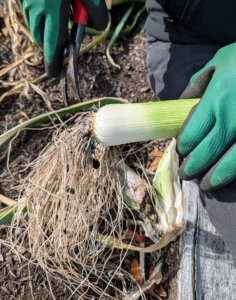 Using garden pruners, trim the roots to about an inch in length.