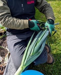 On the other end, cut off the tough green leaf tops to about six inches long.