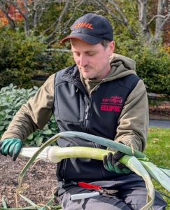 The leek is a cultivar of Allium ampeloprasum, the broadleaf wild leek. The most edible parts of leeks are the bottom white and light green parts because they are tender and have the most flavor. Leeks are mild and sweet and taste similar to onions, shallots, garlic, and chives.