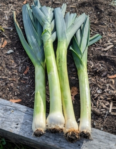 Here they are all trimmed and ready to be cleaned and stored until used. Leeks will usually last about 10 days wrapped with a moist paper towel in the refrigerator.