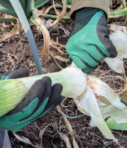 After pulling from the ground, remove the outer leaves all the way down to the white base.