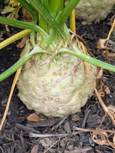 The celeriac is not ready to pick just yet. Celeriac is tolerant of a few frosts and can be left in the ground when it’s cold.