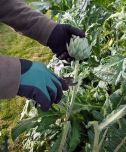 The globe artichoke, Cynara scolymus, is actually a flower bud, which is eaten when tender. Buds are generally harvested once they reach full size, just before the bracts begin to spread open. When harvesting artichokes, cut off the bud along with about three inches of stem. Artichoke harvest starts in late July or early August and continues well until frost.