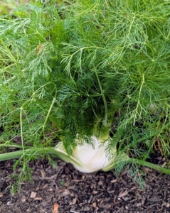 This is fennel. Fennel is a member of the carrot family. It features a rounded white bulb, green stalks, and feathery leaves. It's loved for its licorice-like flavor, texture, and aromatic smell.