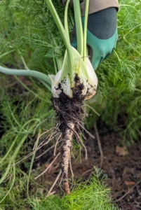 To pick fennel, loosen the soil around the bulb, grasp it at the base and pull up. It will emerge looking like this. Using a sharp knife, cut off the roots.
