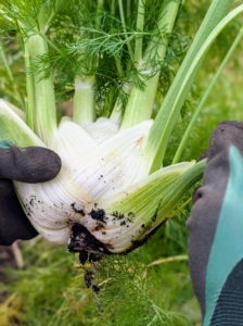 Peel off the outer layers, especially if any feel rubbery to the touch.