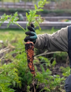When pulling carrots, carefully loosen the soil around the carrot and then grab the carrot near its shoulder, where the green tops connect to the root and gently twist and pull from the soil.