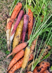 Most are familiar with the orange carrots, but they also come in red, yellow, white, and purple.