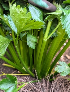 Celery takes a while to mature – 130 to 140 days.but now it's ready to harvest.