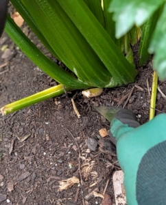 Using a sharp knife, cut the stalks at the base of the plant just below the soil line.