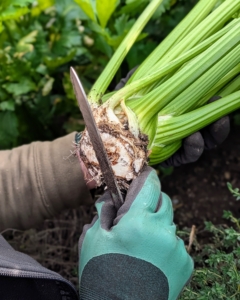 Trim off any shoots growing from the bottom and remove any dead stalks or leaves.