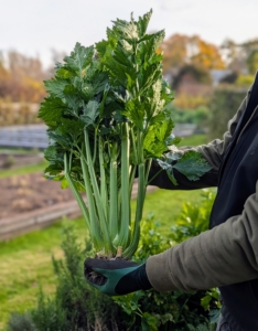 Celery is also an important ingredient in my daily green juice.