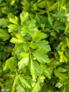 And my parsley is still going strong. I always grow parsley – I use it in my daily green juice. Parsley, or garden parsley, is a species of flowering plant in the family Apiaceae. It’s great in sauces, soups, and stews. It may be finely minced and rubbed on meats before cooking. It is often added to pesto and salads and it is commonly used as a garnish.