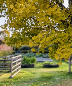 If you live in an area where the nights are getting colder, be sure to check those vegetable garden beds. You may be pleasantly surprised with what you find.