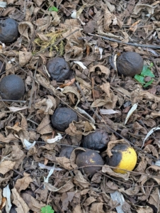 During dormancy, the black walnut can be identified by looking at the nuts that have fallen around the tree. The area around my tree is filled with these flesh covered walnuts.