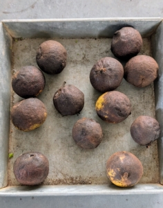 The best time to harvest these black walnuts is from late September to October for most of the United States.