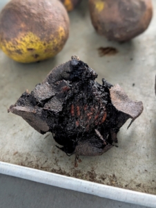 The husks are very soft at this stage and can be broken easily. Black walnuts also contain tannins, a juicy substance that stains clothing and skin.